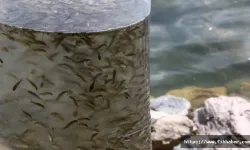 Nevşehir'de baraj ve göletlere 720 bin balık salındı