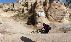 Nevşehir jandarma ekipleri sokak hayvanlarını besledi