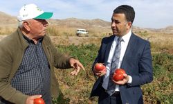 Kaymakam sebzesiyle ünlü Küçükayhan köyünde