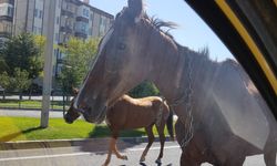 Nevşehir'de yol ortasında koşan atlar şaşırttı