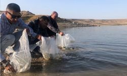 Kozaklı Doyduk Barajına 120 bin balık bırakıldı