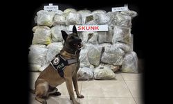 Nevşehir'de 98 kilo 160 gram skunk ele geçirildi (video)