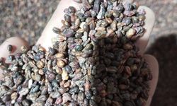 Nevşehir siyah üzüm çekirdeğinin mucizevi sırrı