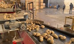 Nevşehir'de tohumluk patatesler sertifika
