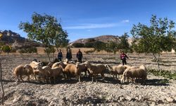 Nevşehir'de kaybolan 26 koyun dronla bulundu