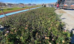 Gülşehir millet bahçesini 100 bin bitki süsleyecek