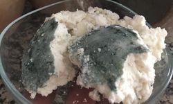Nevşehir'in küflü çömlek peyniri doğal antibiyotik