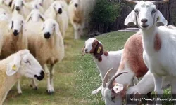 Anaç koyun ve keçi desteklemesi icmali askıda