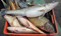 Nevşehir iç sularda balık avı yasağı başladı