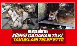 Nevşehir'de tilki 35 tane tavuğu telef etti