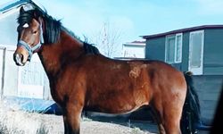 Nevşehir'de kaybolan atını arıyor
