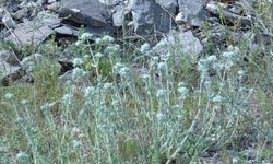 Nevşehir'in en meşhur şifalı bitkisi: Peryavşan otu