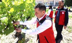 Nevşehir'de üzüm üreticilerine feromon tuzaklama dağıtıldı