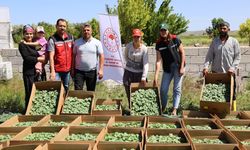 Nevşehir'in Yeşilli ve Yeşilöz köylerinde kavun fidesi dağıtıldı