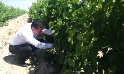Nevşehir'de üzüm yetiştiricilerine hastalık uyarısı