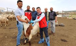 Nevşehir'de küçükbaş hayvancılık işletmeleri ziyaret edildi