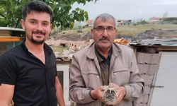 Nevşehir'de nesli tükenmek üzere olan yavru Baykuş bulundu