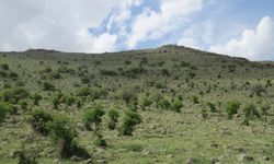 Nevşehir'de asırlık ağaçlar kurtarılmayı bekliyor