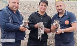 Avanos'ta çatıda mahsur kalan 3 yavru kedi kurtarıldı