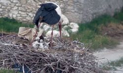 Nevşehir'in Akpınar köyünde yavru leylekler yumurtadan çıktı (Video)