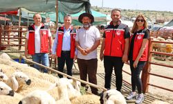 İl Müdürü Memiş, Nevşehir hayvan pazarını inceledi