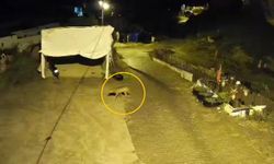 Nevşehir Bahçeli'de köye inen kurt, güvenlik kamerasında