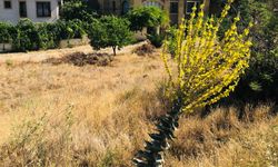 Nevşehir'de yetişen mucize bitki: Sığırkuyruğu