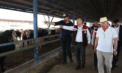 Vali Fidan, Karaova köyünde hayvancılık işletmesini inceledi