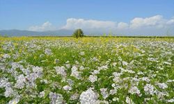 Avanos İlçesinde Tarımda Bir İlk Daha Gerçekleşti…