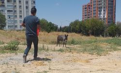 Nevşehir'de bulunan eşeğin sahibi aranıyor