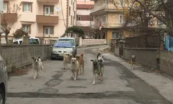Nevşehir'de yolda yürüyen kadınlara 6 köpek birden saldırdı