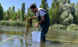 Nevşehir Kızılırmak'ta 6 noktada Biyolojik ilaçlama yapıldı