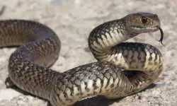 Nevşehir'de sıcaklık arttı, yılanlar çoğaldı