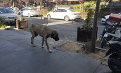 Nevşehir'de sokak köpekleri ne zaman toplanacak?