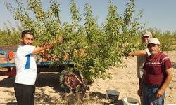 Gümüşkent Muhtarından Badem Hasadı