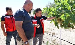 Nevşehir'in Çat kasabasında KOP Destekli Üzüm Üretim Tesisine Ziyaret