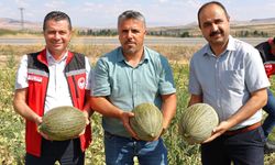 Nevşehir'de bir ilk yaşandı! Kışlık kavun hasadı başladı