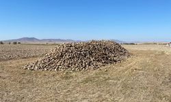 Nevşehir'de tonlarca şeker pancarı tarlada kaldı! Çiftçi isyanda