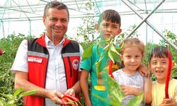 Nevşehir Seralarında İkinci Hasat Başladı