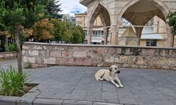 Nevşehir'de başıboş köpekler öğrenci ve velileri tedirgin ediyor