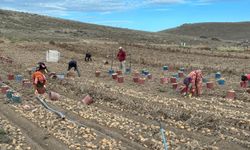 Nevşehir Patates Hasadında Yüksek Verim, Düşük Fiyat