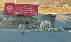 Ürgüp'te KYK yurdunun yolu korku dolu