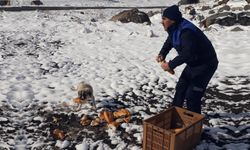 Tatlarin Belediyesi sokak hayvanlarını unutmadı