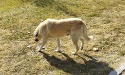 Avanos Belediyesi 'Köpekler öldürüldü' iddiasını yalanladı