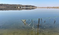 Nevşehir Kızılırmak nehrinde ağla kaçak balık avı