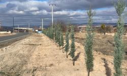 Nevşehir Sulusaray'da yol kenarları ağaçlandırılıyor