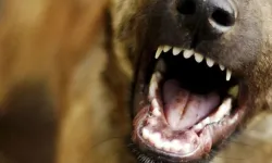 Belediyelere sahipsiz her köpek için 71 bin lira ceza