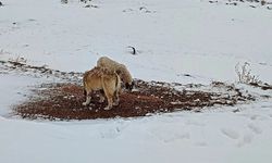 Nevşehir'de Kuşlara ve Sahipsiz Hayvanlara Yem Bırakıldı