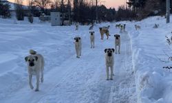 Nevşehir il genelinde sürü halinde gezen köpekler korkutuyor