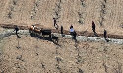 Nevşehir'de çalınan 10 inek drone ile bulundu